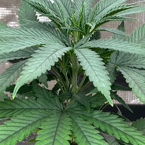 Orange Gasm growlog timeline photo