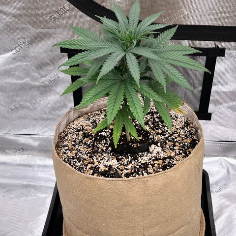 Orange Gasm growlog timeline photo