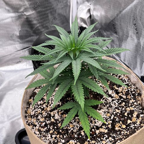 Orange Gasm growlog timeline photo