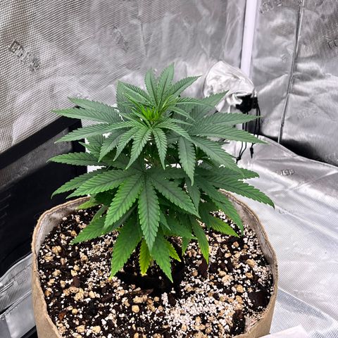 Orange Gasm growlog timeline photo