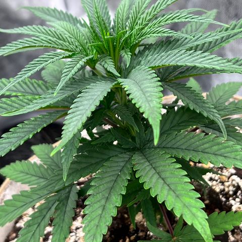 Orange Gasm growlog timeline photo
