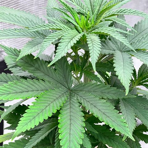 Orange Gasm growlog timeline photo