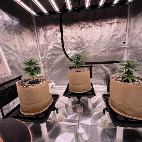 Orange Gasm growlog timeline photo