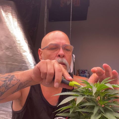 Orange Gasm growlog timeline photo