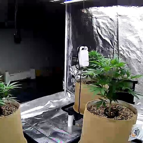 Orange Gasm growlog timeline photo