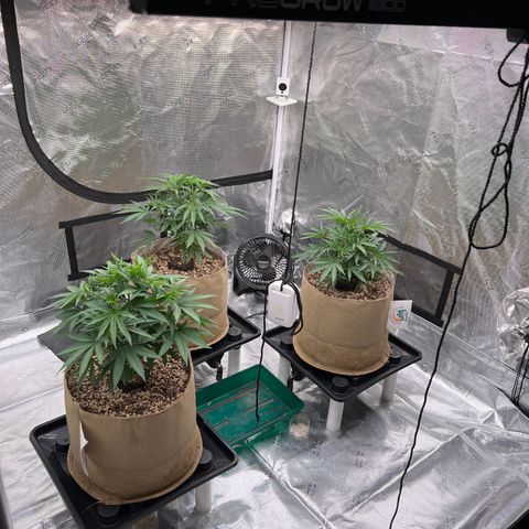Orange Gasm growlog timeline photo
