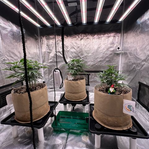 Orange Gasm growlog timeline photo