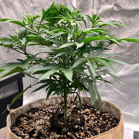Orange Gasm growlog timeline photo