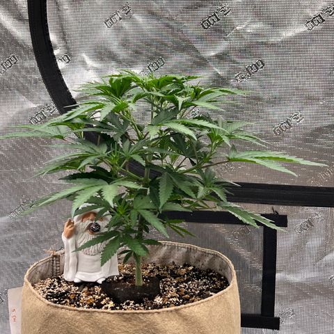 Orange Gasm growlog timeline photo
