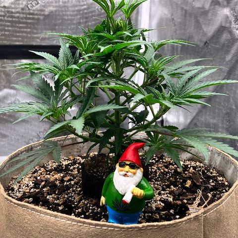 Orange Gasm growlog timeline photo