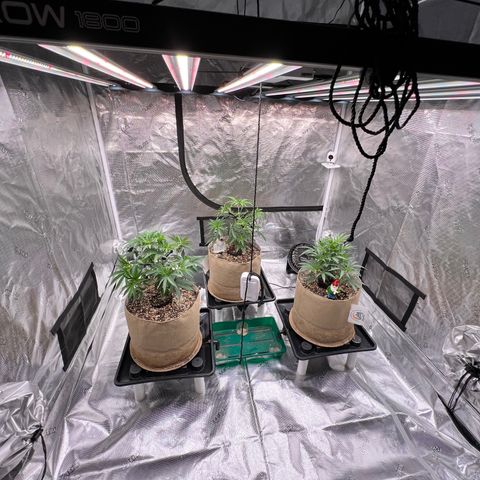 Orange Gasm growlog photo: Done some traing today 