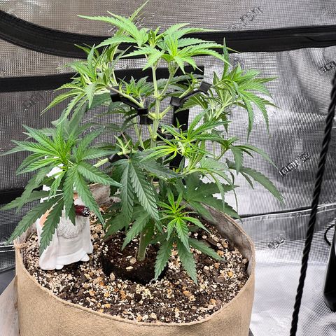 Orange Gasm growlog photo: Done some traing today 