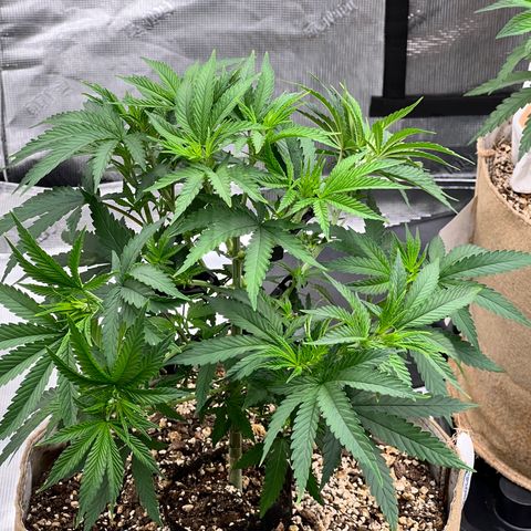 Orange Gasm growlog photo: Training clips