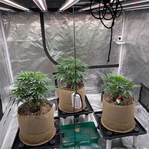 Orange Gasm growlog timeline photo
