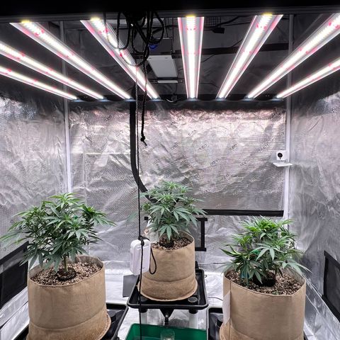 Orange Gasm growlog timeline photo