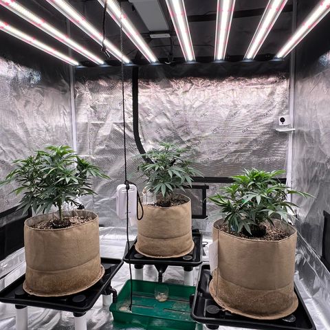 Orange Gasm growlog timeline photo