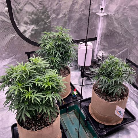 Orange Gasm growlog timeline photo