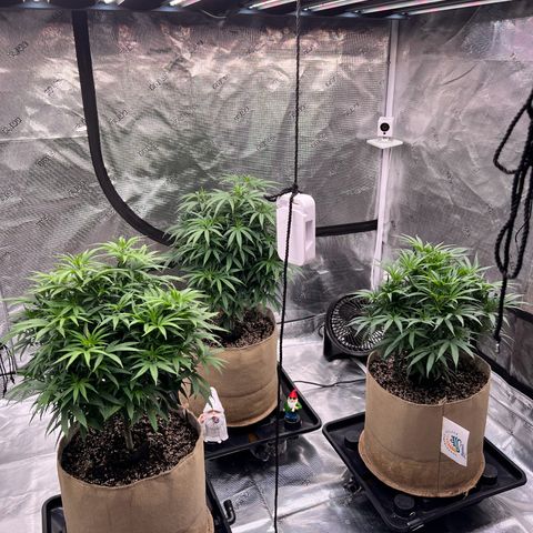 Orange Gasm growlog timeline photo