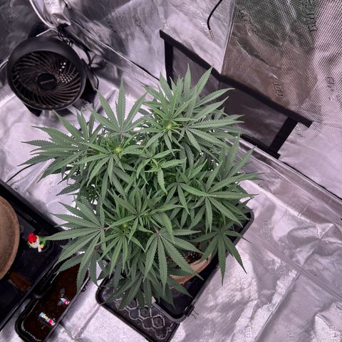 Orange Gasm growlog photo: Almost 2 weeks since flipping to flower