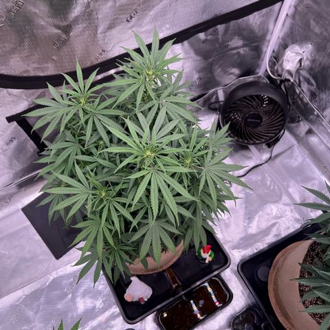 Orange Gasm growlog photo: Almost 2 weeks since flipping to flower
