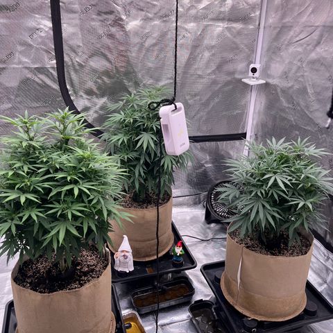 Orange Gasm growlog photo: Almost 2 weeks since flipping to flower