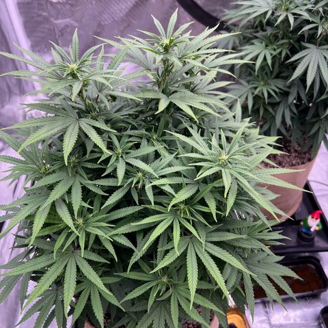 Orange Gasm growlog photo: Almost 2 weeks since flipping to flower