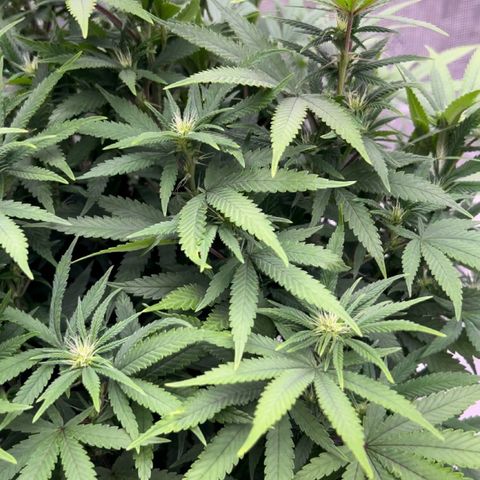 Orange Gasm growlog timeline photo