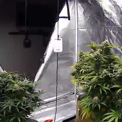 Orange Gasm growlog timeline photo