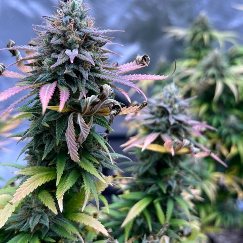 Orange Gasm growlog timeline photo