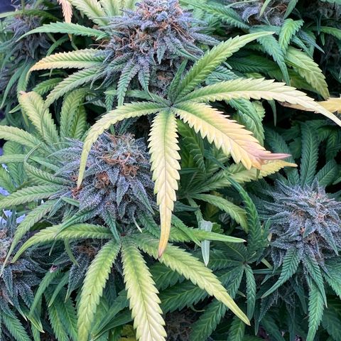 Orange Gasm growlog timeline photo