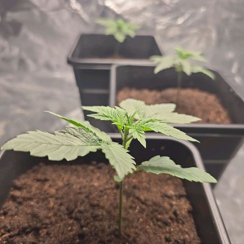 Purple Haze growlog timeline photo
