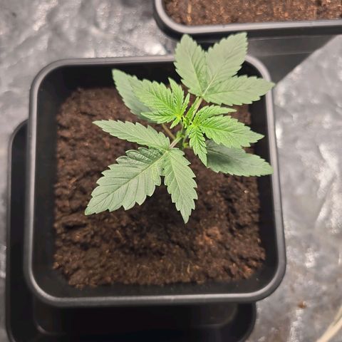 Purple Haze growlog timeline photo