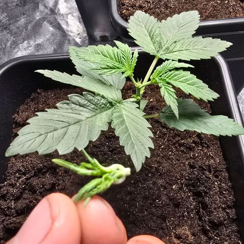 Purple Haze growlog timeline photo