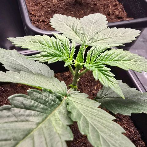 Purple Haze growlog timeline photo