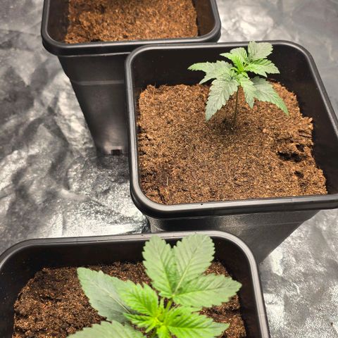 Purple Haze growlog timeline photo