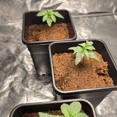 Purple Haze growlog timeline photo