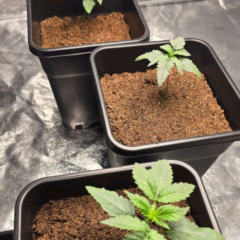 Purple Haze growlog timeline photo