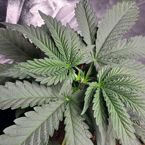 Purple Haze growlog photo: Leicht gelbes Blatt bei der mittleren. 