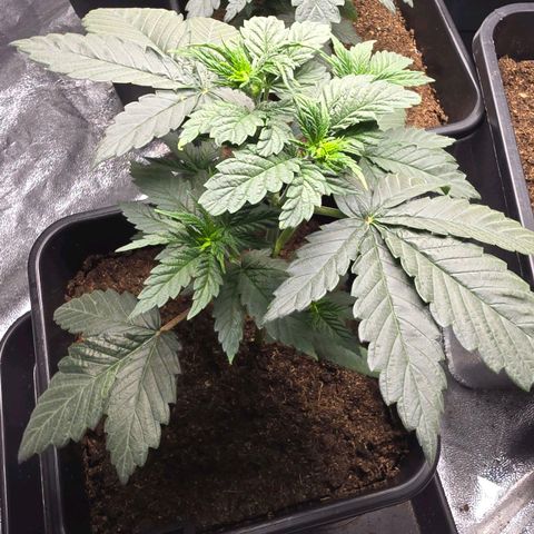 Purple Haze growlog photo: Leicht gelbes Blatt bei der mittleren. 