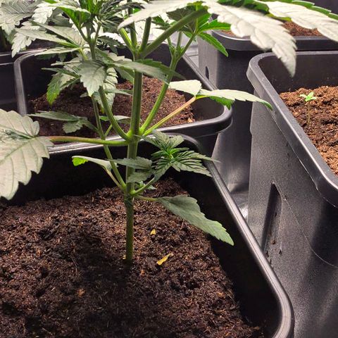 Purple Haze growlog photo: Leicht gelbes Blatt bei der mittleren. 