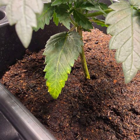 Purple Haze growlog photo: Leicht gelbes Blatt bei der mittleren. 