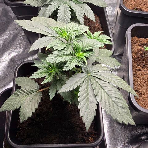 Purple Haze growlog photo: Leicht gelbes Blatt bei der mittleren. 