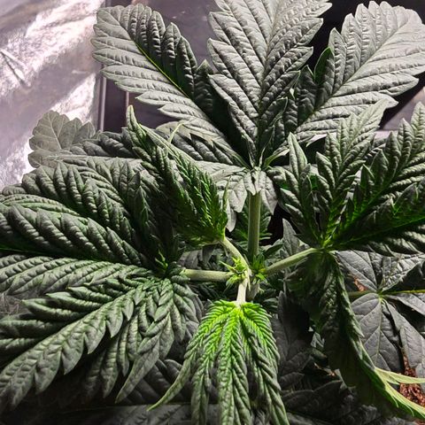 Purple Haze growlog photo: Leicht gelbes Blatt bei der mittleren. 