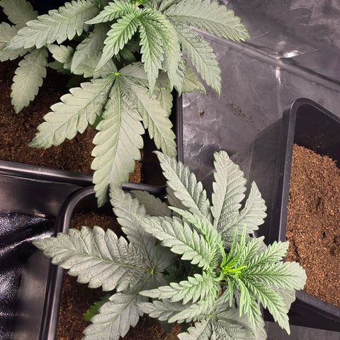Purple Haze growlog photo: Leicht gelbes Blatt bei der mittleren. 