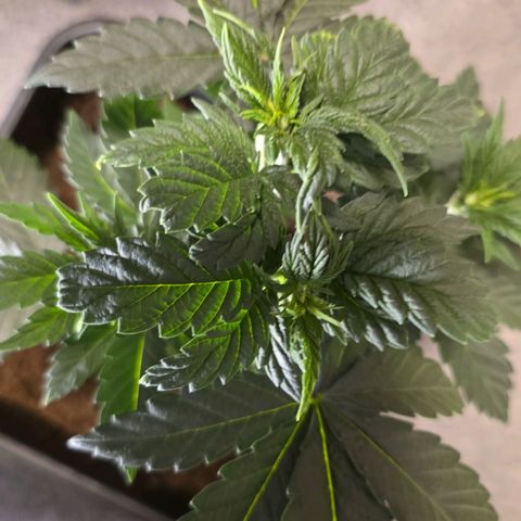 Purple Haze growlog photo: Leicht gelbes Blatt bei der mittleren. 