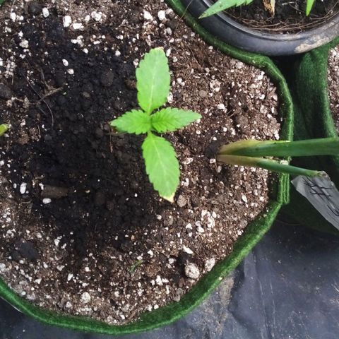 #01 - Marrenta growlog photo: #2 - Folhas crescendo , porém queimando as pontas. 
#3 - Planta se desenvolvendo com deficiência nas folhas, bem pequena. 
#4 - Não sbriu as primeiras folhas. 