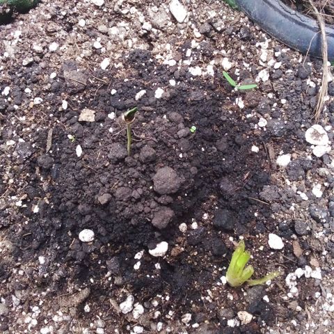 #01 - Marrenta growlog photo: #2 - Folhas crescendo , porém queimando as pontas. 
#3 - Planta se desenvolvendo com deficiência nas folhas, bem pequena. 
#4 - Não sbriu as primeiras folhas. 