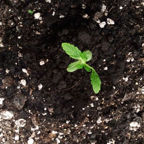 #01 - Marrenta growlog photo: #2 - Folhas crescendo , porém queimando as pontas. 
#3 - Planta se desenvolvendo com deficiência nas folhas, bem pequena. 
#4 - Não sbriu as primeiras folhas. 