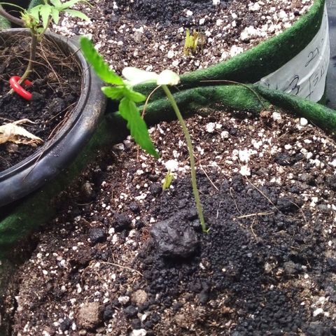 #01 - Marrenta growlog photo: Planta caiu. 
Dei uma arrumada nela pra vê no que da.