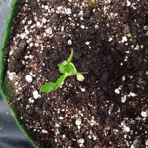 #01 - Marrenta growlog photo: Ta estranha, as folhas não se desenvolveram bem. Deficiente. 